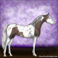 Horse Color:Silver Black Splash Tobiano 