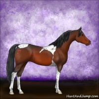 Horse Color:Brown Tobiano