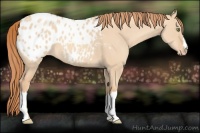 Horse Color:Gold Champagne Dun Appaloosa 