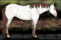 Horse Color:Amber Champagne Roan Dun Appaloosa 