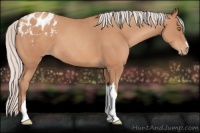 Horse Color:Silver Sable Champagne Appaloosa 