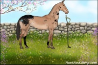 Horse Color:Void White Spotted Bay Dun Appaloosa 