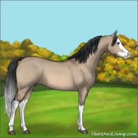 Horse Color:Bay Dun Splash 