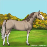 Horse Color:Liver Red Dun Splash 