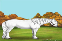 Horse Color:Gray Bay Tobiano Appaloosa 