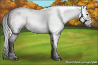 Horse Color:Gray White Spotted Bay 
