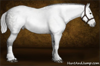 Horse Color:Gray White Spotted Brown Splash Appaloosa 