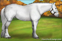 Horse Color:Gray White Spotted Liver Red Dun 