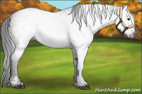 Horse Color:Gray White Spotted Brown 