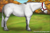 Horse Color:Gray White Spotted Bay 