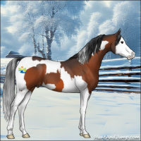 Horse Color:Brown Splash  and Brown Splash Tobiano 