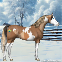 Horse Color:Amber Champagne Splash Tobiano  and Chestnut Splash 