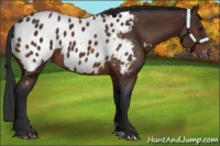 Horse Color:Brown Appaloosa 