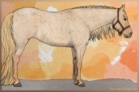 Horse Color:Red Dun Roan 