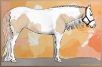 Horse Color:Red Dun Splash Tobiano