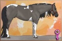 Horse Color:Grullo Tobiano