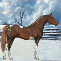 Horse Color:Liver Chestnut Tobiano 