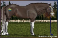 Horse Color:Liver Chestnut Splash 
