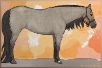 Horse Color:Smoky Grullo Roan 