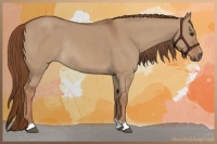 Horse Color:Red Dun Rabicano 