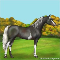 Horse Color:White Spotted Liver Chestnut Mushroom Rabicano 