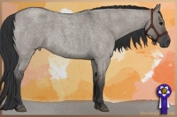 Horse Color:Grullo Roan Rabicano