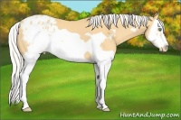 Horse Color:Silver Amber Cream Champagne Splash Frame Varnish 