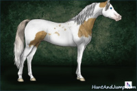 Horse Color:Gray Silver Classic Cream Champagne Dun Splash Tobiano 