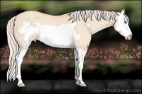 Horse Color:Silver Amber Champagne Dun Splash Frame Appaloosa 