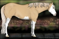 Horse Color:Palomino Dun Splash Appaloosa 