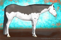 Horse Color:Grullo Splash 