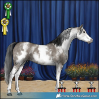 Horse Color:Gray White Spotted Grullo Rabicano 
