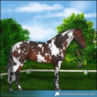 Horse Color:White Spotted Bay 