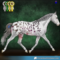 Horse Color:Brown Appaloosa 