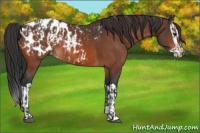 Horse Color:Bay Appaloosa and Bay Splash Appaloosa