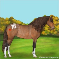 Horse Color:Buckskin Appaloosa Rabicano 