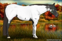 Horse Color:Liver Chestnut Appaloosa 
