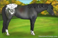 Horse Color:Black Appaloosa 