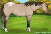 Horse Color:Brown Dun Appaloosa 
