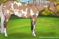 Horse Color:White Spotted Silver Brown Dun Appaloosa