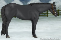 Horse Color:Black 