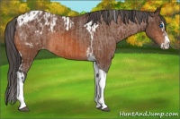 Horse Color:Bay Splash Tobiano Appaloosa  and Bay Splash Tobiano Appaloosa 