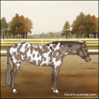 Horse Color:Liver Red Dun Mushroom Near Leopard Brindle 