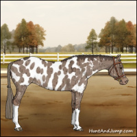Horse Color:Liver Red Dun Mushroom Near Leopard Brindle 