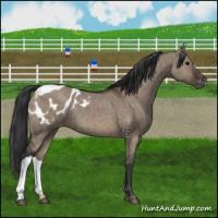 Horse Color:Brown Dun Blanket Brindle 
