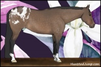 Horse Color:Brown Dun Appaloosa 