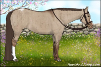 Horse Color:Liver Red Dun Appaloosa Brindle 