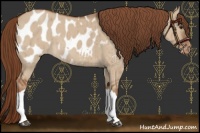 Horse Color:Red Dun Appaloosa Brindle 