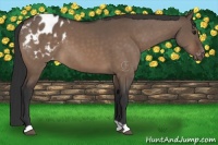 Horse Color:Brown Dun Appaloosa 