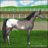Horse Color:Platinum Brown Dun Appaloosa Brindle 